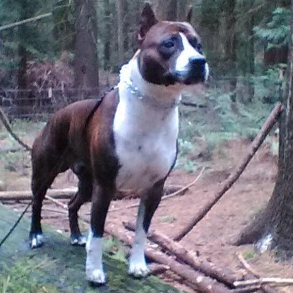 Meet your Posher, Billyjo - Picture 1 of 1